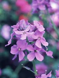 Pin On Flowers