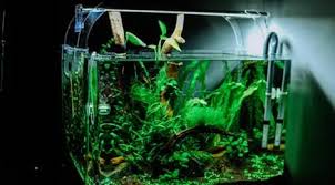 Salah dalam memilih aquarium untuk ikan cupang akan berakibat fatal, bahkan yang paling parah ukuran aquarium yang direkomendasikan untuk merawat ikan cupang adalah 3x panjang tubuhnya. Jauh Dari Stres Ini 4 Kebaikan Memelihara Ikan Dalam Akuarium Selama Pandemi Lifestyle Fimela Com