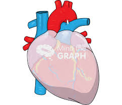 Image result for Pericardium