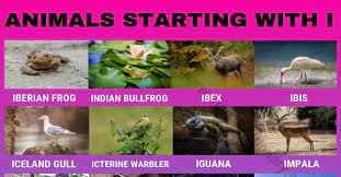 We did not find results for: Animals That Start With I 24 Interesting Animals Starting With I Visual Dictionary