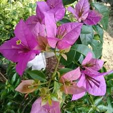 Pembatas jalan yang diisi dengan trotoar kecil dan pot bunga sering menjadi media yang sangat sesuai untuk bunga bougenville. Jual Produk Bunga Bougenville Termurah Dan Terlengkap Agustus 2021 Halaman 5 Bukalapak