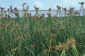 Image result for Cyperus dives