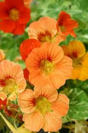 Pin On Green Orange