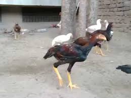 In general this fowl is found throughout southeast asia, such as shamo and thai game.the breed is generally unstandardised in south asia and india, but popularity. Asil Murga Shefalitayal