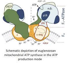 Atp synthase is an enzyme that creates the energy storage molecule adenosine triphosphate (atp). Redesigned And Reversed Architectural And Functional Oddities Of The Trypanosomal Atp Synthase Parasitology Cambridge Core