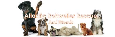 Rottweiler puppies for adoption in nc. Atlantic Rottweiler Rescue Foundation