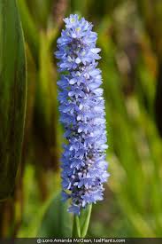 Image result for Nesaea cordata