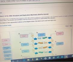 Bioflix Activity Dna Replication Dna Replication Diagram Solved Dna Replication Drag The Labels To Their Appropria Chegg Com