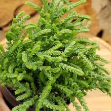 Image result for Crassula alsinoides