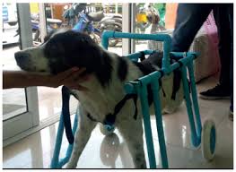 (x1) i picked this one because it. Handmade Pet Wheelchair Applied From Pvc Pipe With Ability To Assist The Various Types Of Animals With Disabilities Wsava 2015 Congress Vin