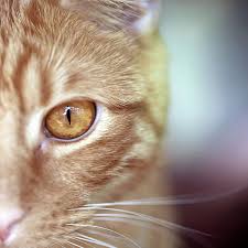 Orange Tabby Cat S Golden Eye Photograph By Corinne Boutin Orange Tabby Cats Tabby Cat Cats