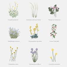 Image result for Wahlenbergia paludicola