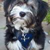 Last on the list for the best havapoo puppies for sale is little joy pups. Https Encrypted Tbn0 Gstatic Com Images Q Tbn And9gcqbqeg8xxbwx2sn7p2tol A7wsml8vawllz8c9lxzu Usqp Cau
