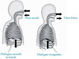 Otot yang berfungsi dalam pernapasan perut ialah otot diafragma dan otot dinding rongga perut. Mekanisme Pernafasan Manusia Beserta Proses Dan Jenisnya