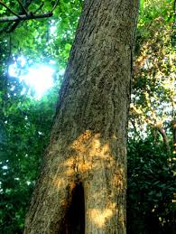 Image result for Burttdavya