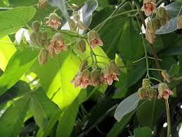 Image result for Manihot carthagenensis