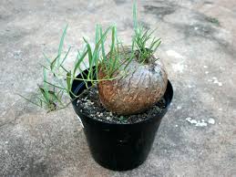 Image result for Ipomoea lapathifolia