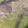 Story image for Pike River va célébrer ses tortues from LaPresse.ca