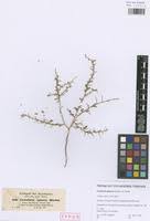 Image result for Crotalaria spinosa