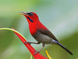 #mabeskicau #sogon #sogokontong #sriganti #pancingansogon suara pikat kutilang ribut dan burung kecil lainnya, ampuh untuk segala jenis burung liar. 9 Jenis Burung Kolibri Cantik Terlengkap Kebiasaan Ciri