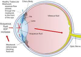 Glaucoma is one of the leading causes of blindness for people over the age of 60. Glaucoma Treatment Glaucoma Symptoms Information Vitamins