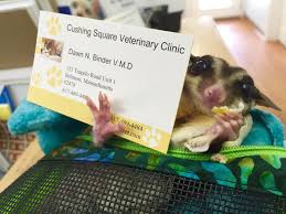 You can talk to pals who provide confidential advice and support to patients, families and their carers, and can provide information write to: Home Veterinarian In Belmont Ma Cushing Square Veterinary Clinic