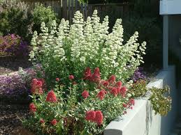 Image result for Centranthus