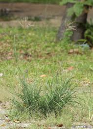 Image result for Chloris pilosa