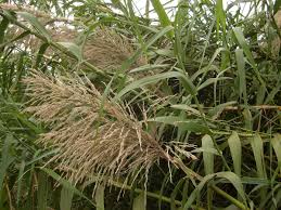 Image result for Miscanthus violaceus