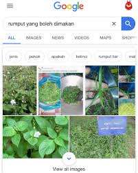 Secara umum, rumput laut yang dapat dimakan adalah jenis selain hidup bebas di alam, beberapa jenis rumput laut juga banyak dibudidayakan oleh masyarakat pesisir indonesia. Himpunan Cerita Lawak Survival Skill Kena Ada Minggu Ni Belajar Sikit Rumput Apa Yang Boleh Dimakan Facebook