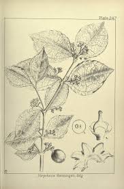 Image result for Strychnos henningsii