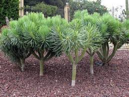 Image result for Kleinia