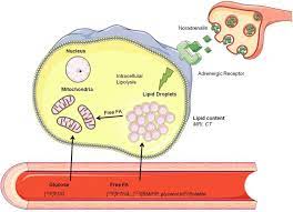 Check spelling or type a new query. 18f Bodipy Triglyceride Containing Chylomicron Like Particles As An Imaging Agent For Brown Adipose Tissue In Vivo Scientific Reports