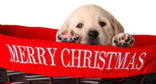 There are no featured reviews for because the movie has not released yet (). A Labrador Puppy For Christmas Is A Christmas Puppy Right For You