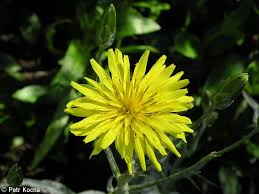 Image result for Pseudopodospermum hispanicum