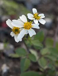 Image result for Erythrocephalum decipiens