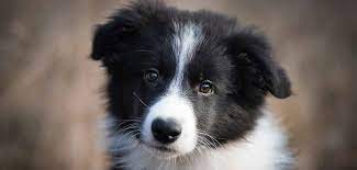 داشتن یه سگ باهوش آرزوی خیلی از علاقه مندان به سگهاست و خیلی ها موقعی که میخوان سگ بگرین، اول به هوش سگ توجه میکنن.در این ویدیو با ما همراه باشید تا باهوش ترین سگ های دنیا رو بهتون معرفی کنیم. Ø¨Ø§Ù‡ÙˆØ´ ØªØ±ÛŒÙ† Ù†Ú˜Ø§Ø¯ Ø³Ú¯ Ùˆ ØªÙˆØ§Ù†Ø§ÛŒÛŒ Ù…Ù†Ø­ØµØ±Ø¨Ù‡ ÙØ±Ø¯ Ù‡Ø± Ù†Ú˜Ø§Ø¯ Ø±Ø§ Ø¨Ø¯Ø§Ù†ÛŒØ¯ Ù†ÛŒÙˆØ²ÛŒÙ†