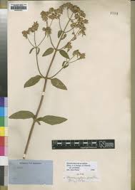 Image result for Haumaniastrum