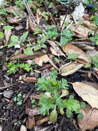 Image result for Senecio sp.no.2