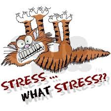 If your cat stress and anxiety you want to find ways to help alleviate this problem and bring your cat you should take your cat to the vet to get checked out. What Causes Cat Stress
