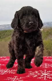 It is our honor that you are it is our honor that you are considering adding one of our goldendoodle puppies to your home. Goldendoodle Breeder Near Charlotte Asheville North Carolina