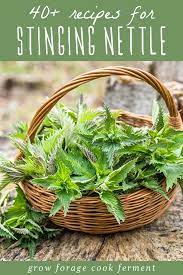 40 Stinging Nettle Recipes Without The Sting Nettle Recipes Stinging Nettle Nettle Soup