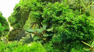 Image result for Crepidomanes