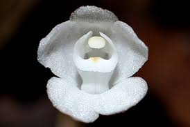 Image result for Didymoplexis