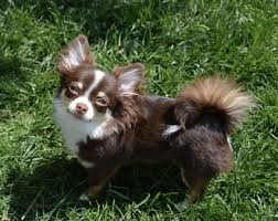 Pin By Carrie May On Long Hair Chihuahua In 2020 Chihuahua Puppies Cute Chihuahua Cute Animals