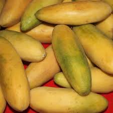 Image result for Passiflora mollissima