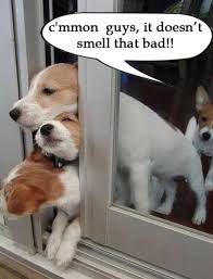 C Mmon Guys It Doesn T Smell That Bad Dog Farts Funny Animals Funny Dogs