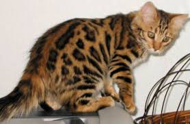 The Long Hair Bengal Also Referred To As The Cashmere Bengal Is Extremely Rare Pet Insurance Cost Bengal Cat Embrace Pet Insurance