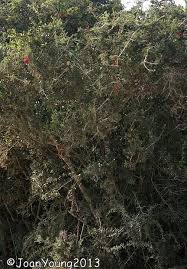 Image result for Schotia afra