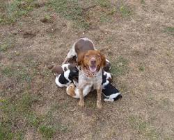 Reserver Chiot Epagneul Animaux Janvier Clasf